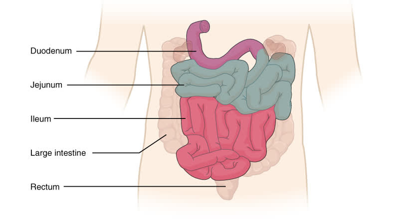 Fisiopatología oclusión intestinal